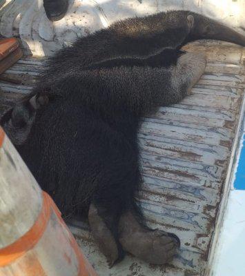 Oso-hormiguero-20-08-17-02