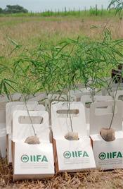 algarrobo- plantines-03