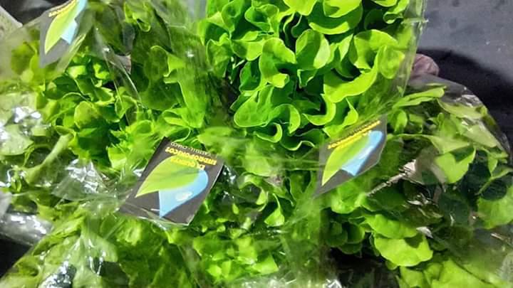 verduras-hidroponicas 2020-07 -02 (03)