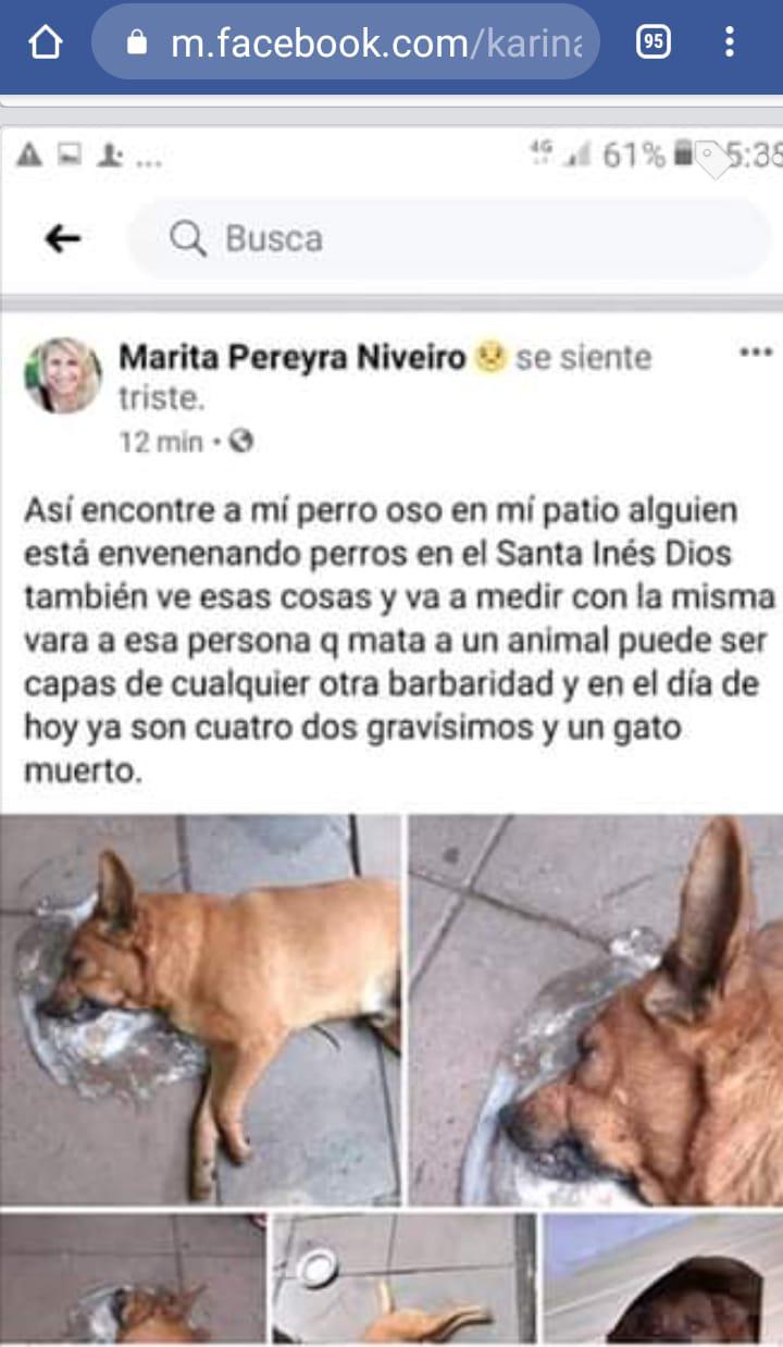 Perro-envenenado-20-06-26-01