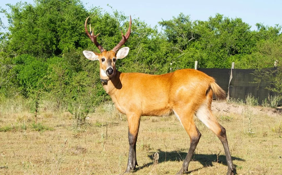 Ciervo-de-los-Pantanos-22-02-01-28