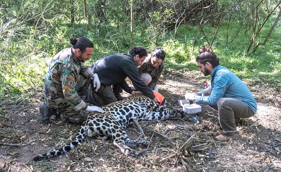 Yaguarete-Proyecto-19-10-04-02