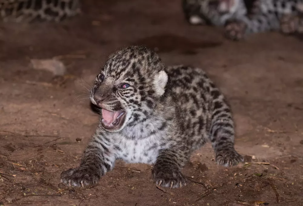 Cachorros-de-yaguarete-23-02-24-05