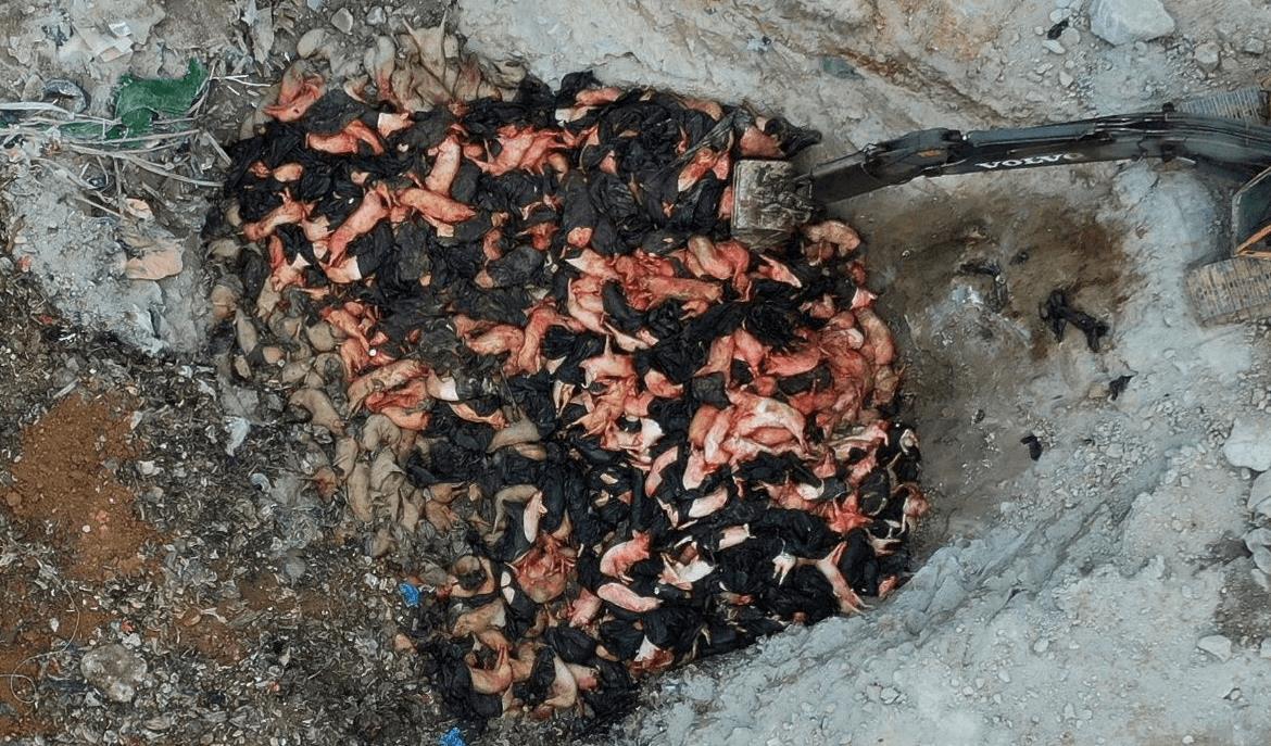 Sacrificio-de-cerdos-en-China-20-09-08-01