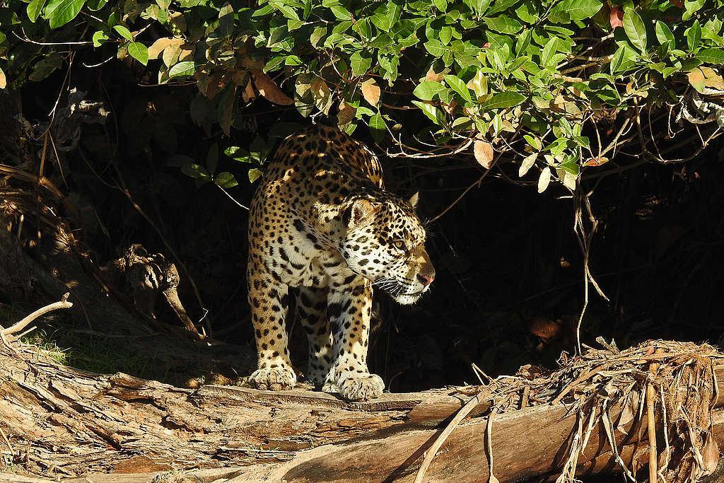 Yaguarete-20-07-22-03