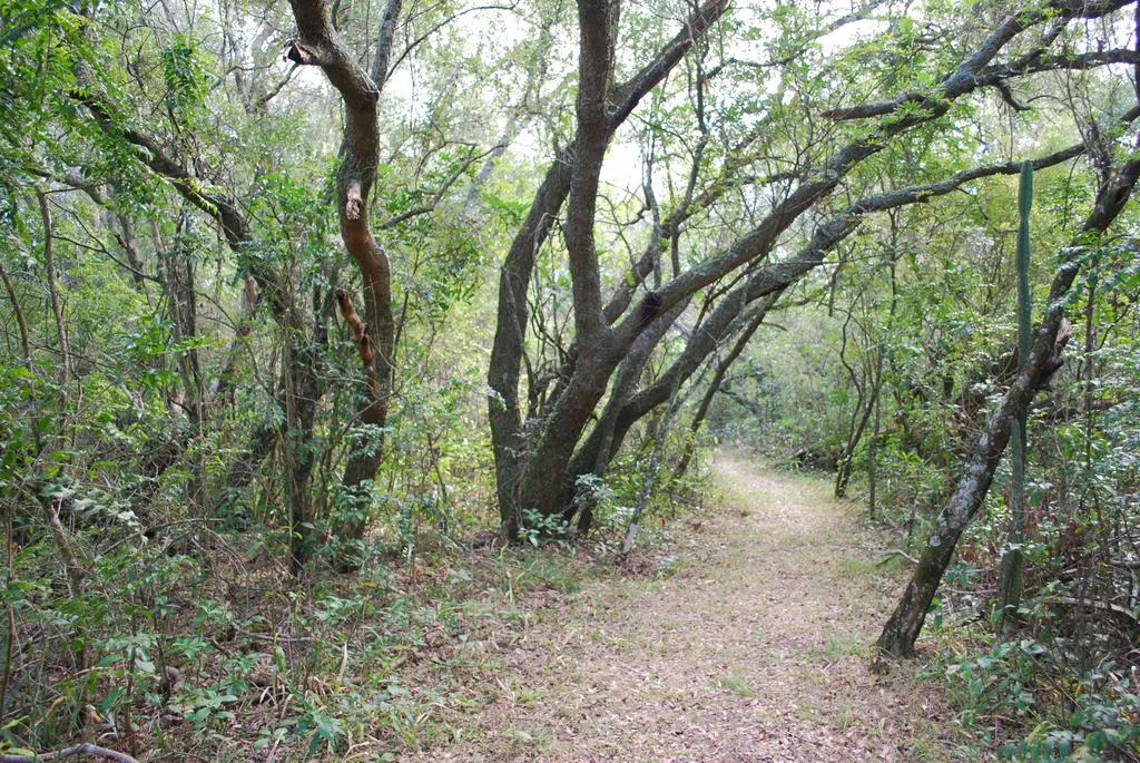 Plantas-del-quebrachal-22-11-09-03