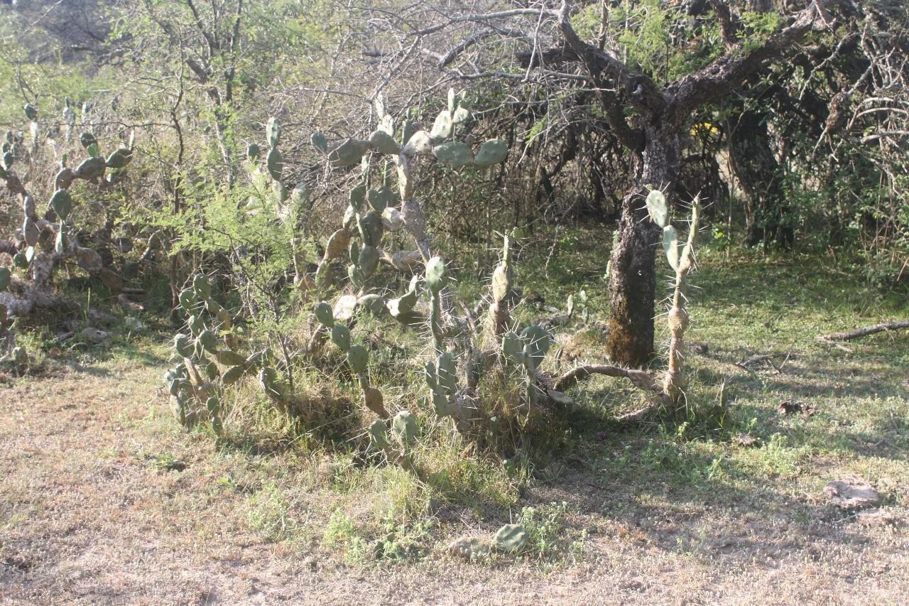opuntia-planta-en-el-impenetrable 2020-08-21 (02)