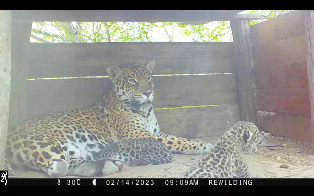 Cachorros-de-yaguarete-23-02-24-07