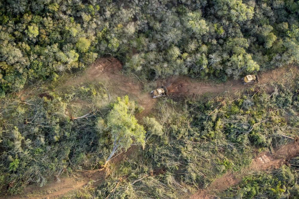 bosques 2020-08-11 (01)