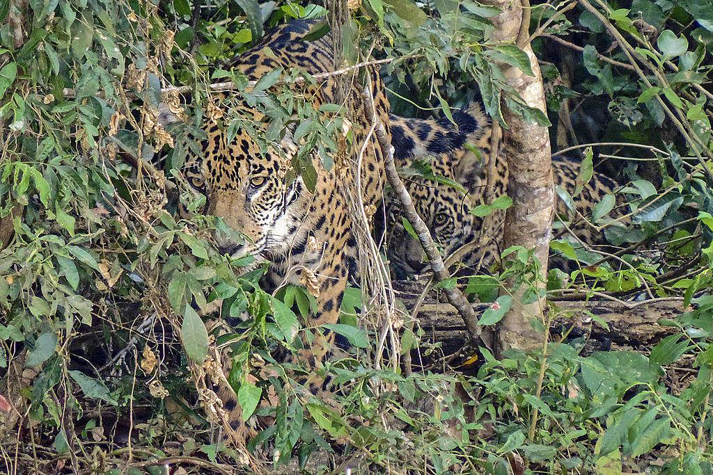 Yaguarete-20-07-22-04