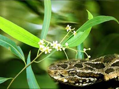 vegetales-serpiente-01