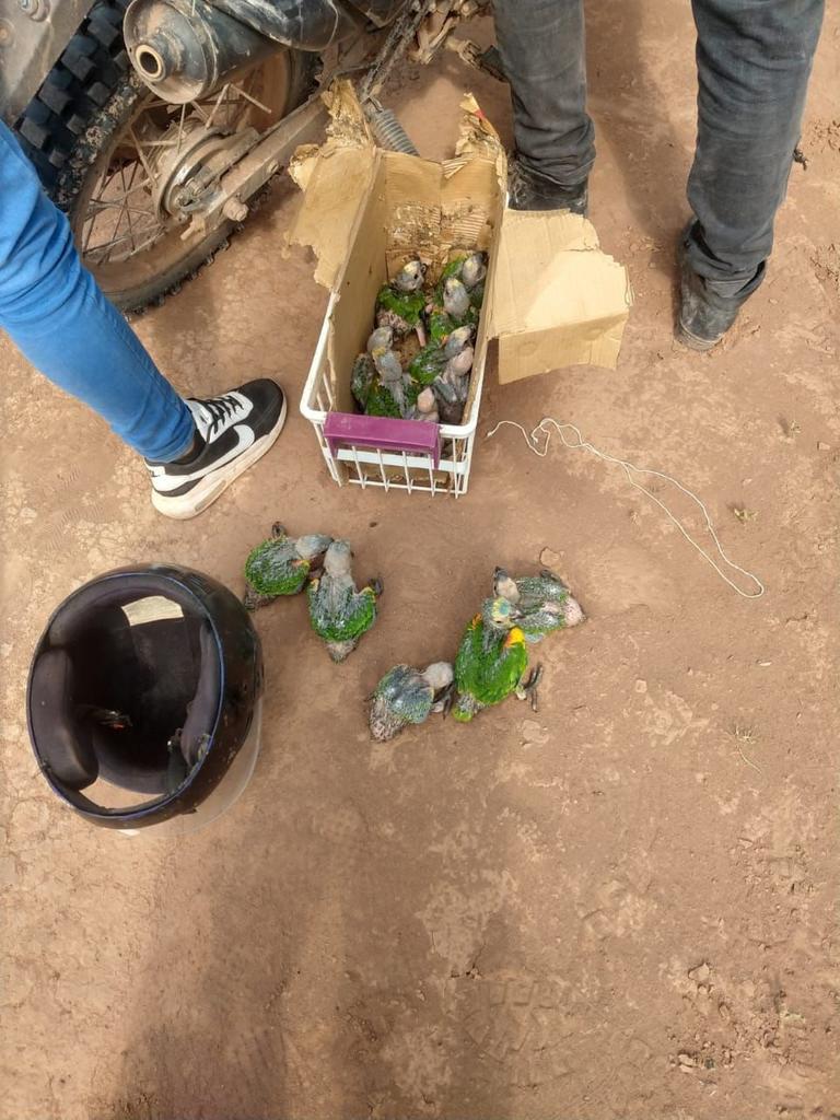 Loritos-habladores-rescatados-21-12-29-05