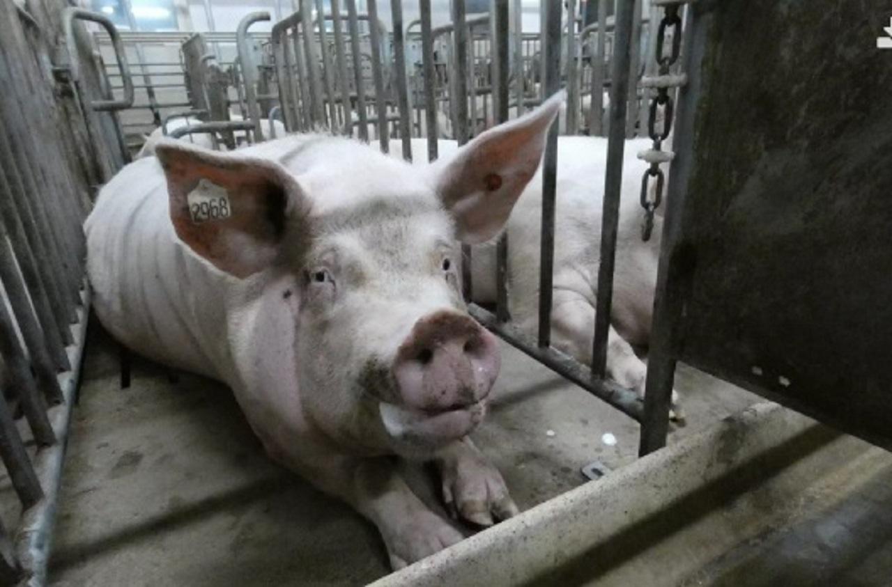 Granja-de-cerdos-20-08-27-102