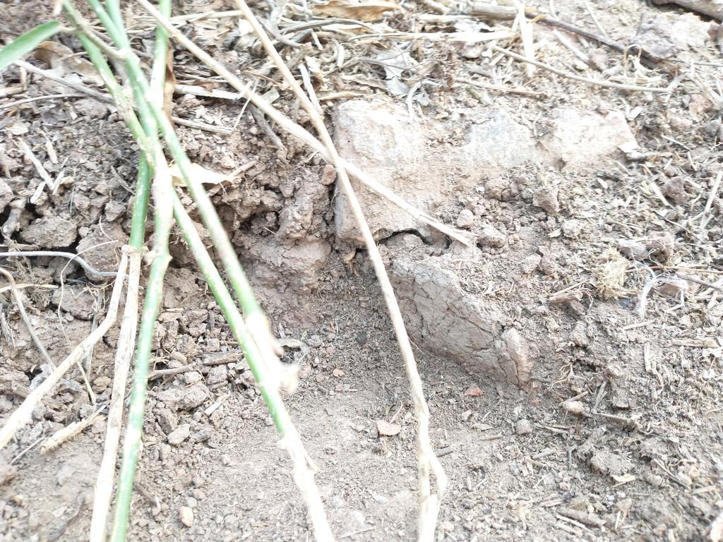 busqueda-de-construcciones-antes-de-la-fundacion-de-Castelli 2021-09-30 (2)