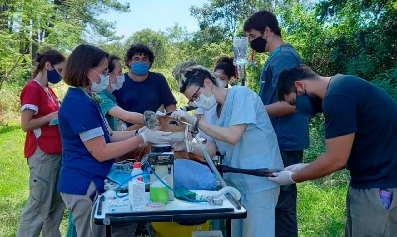 Ciervo-de-los-Pantanos-22-02-02-13
