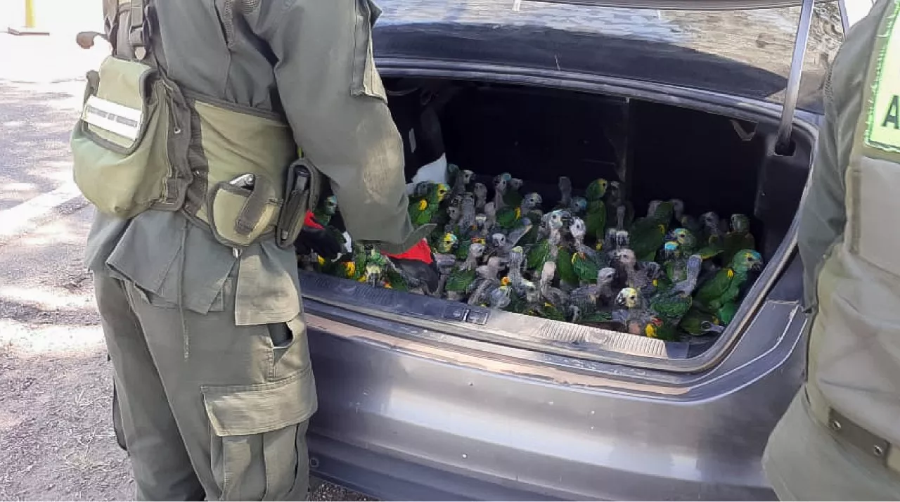 Loros-Ruta-95-22-01-12-2