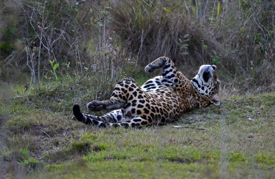 Jaguar-Rivers-26-09-29-11