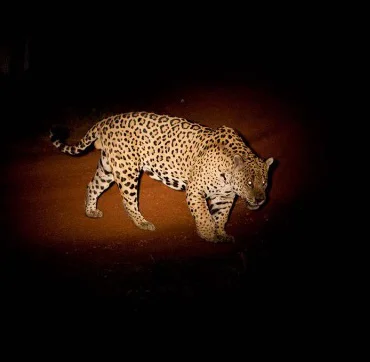 Jaguar-Rivers-26-09-29-09