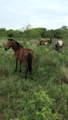 Parque-Caraguata-25-12-07-03