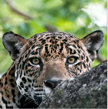 Jaguar-Rivers-26-09-29-08