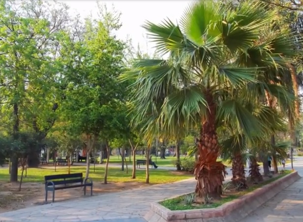 arboles-en-la-plaza-25-de-Mayo