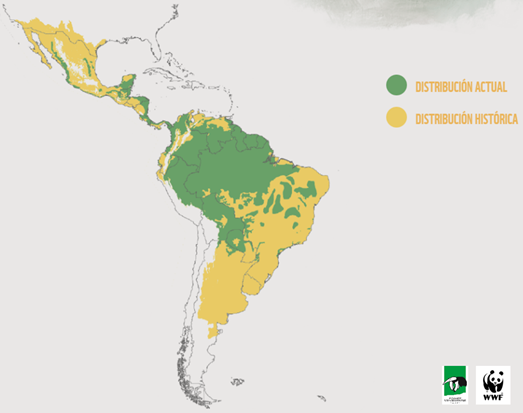 Yaguarete-distribucion-21-03-02-01