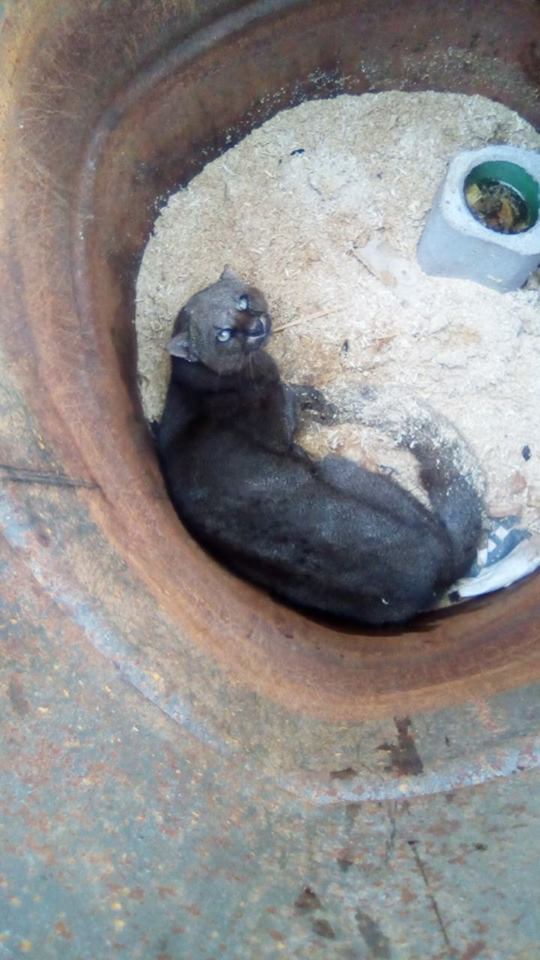 Gato-moro-02
