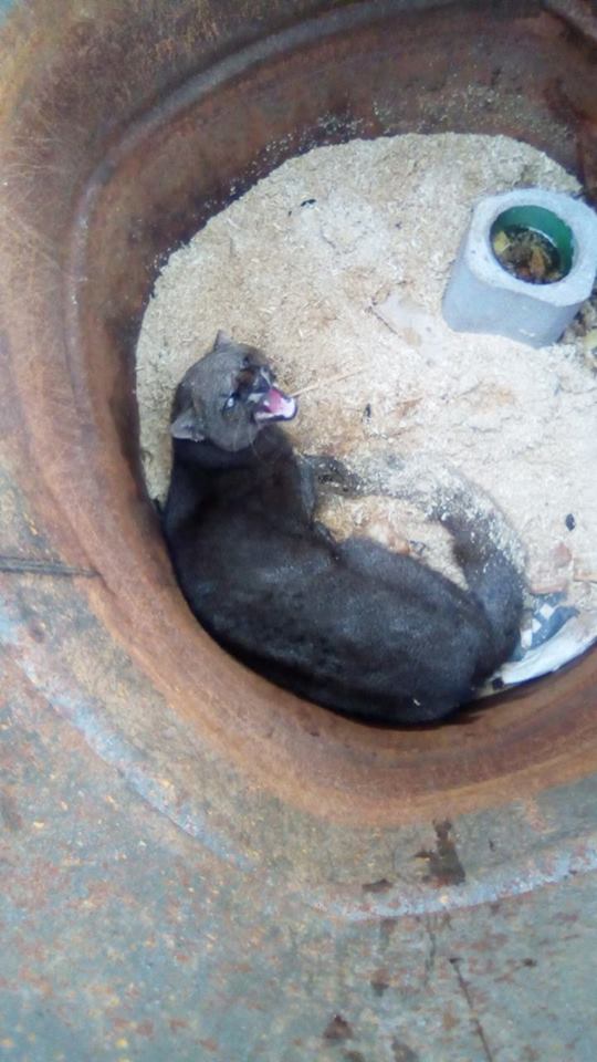 Gato-moro-01