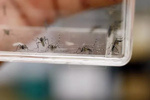 Aedes-egypti-25-04-25-01