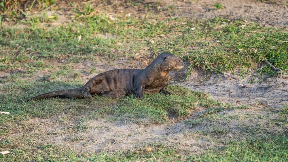 Estacion-Biologica-El-Teuco- Nutria-Gigante-26-06-20-01