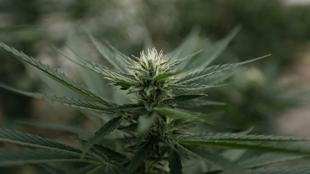Cannabis-Sativa-21-11-02-01