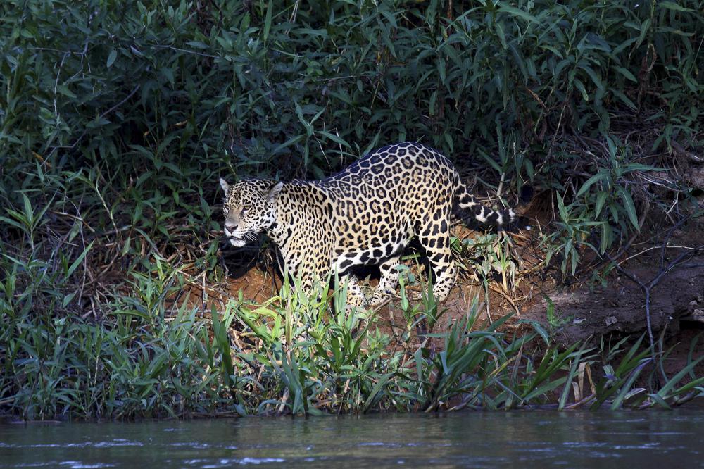 Yaguarete-21-06-10-01