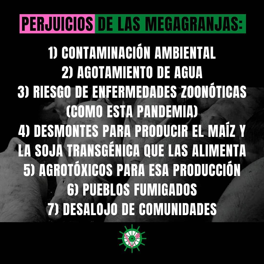 Timon-Verde-Capitales-chinos-21-05-05-03