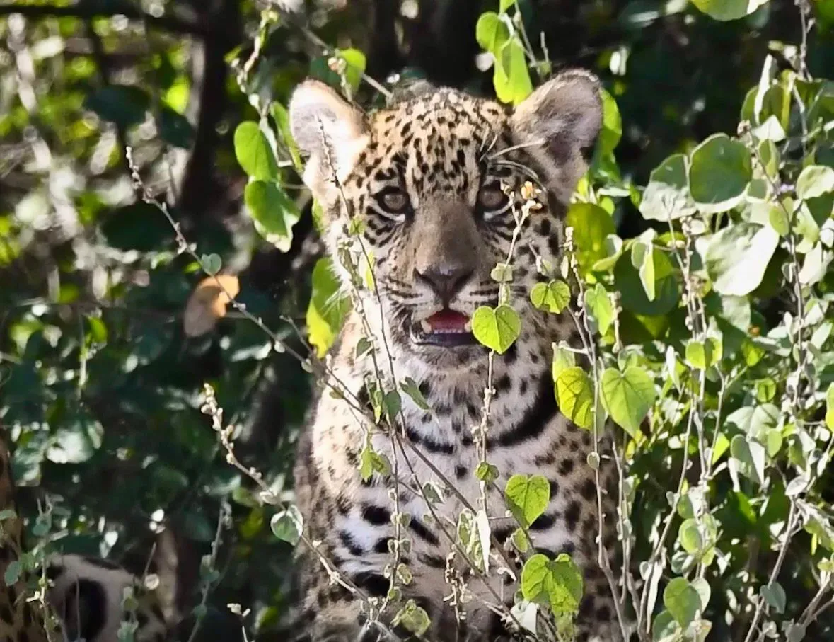 Segundo-cachorro-en-El-Impenetrable-chaquenio-26-02-08-01