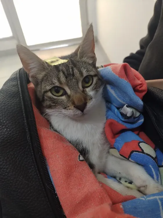 Mision-Animal-Castraciones-24-09-09-01