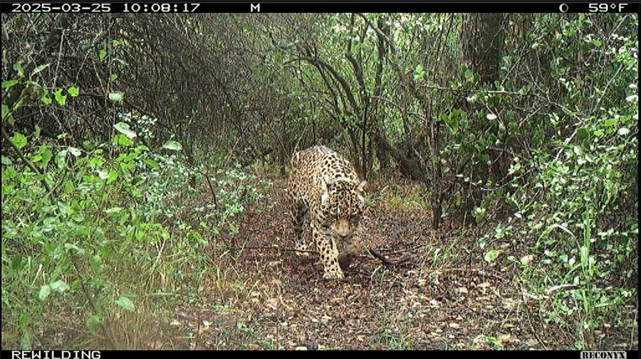 Yaguarete_Acaí-Liberación-Impenetrable-Fuente-Rewilding-25-07-28-01+