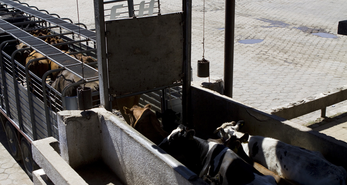 Ganado-en-transito-01