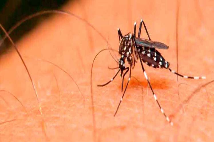 Dengue-01