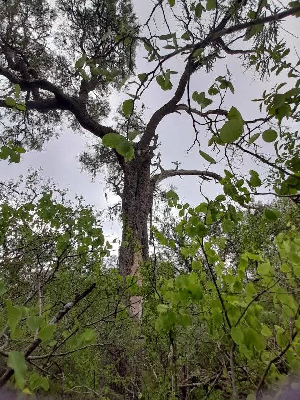 Parque-Natural-Loro-Hablador-22-05-20-02