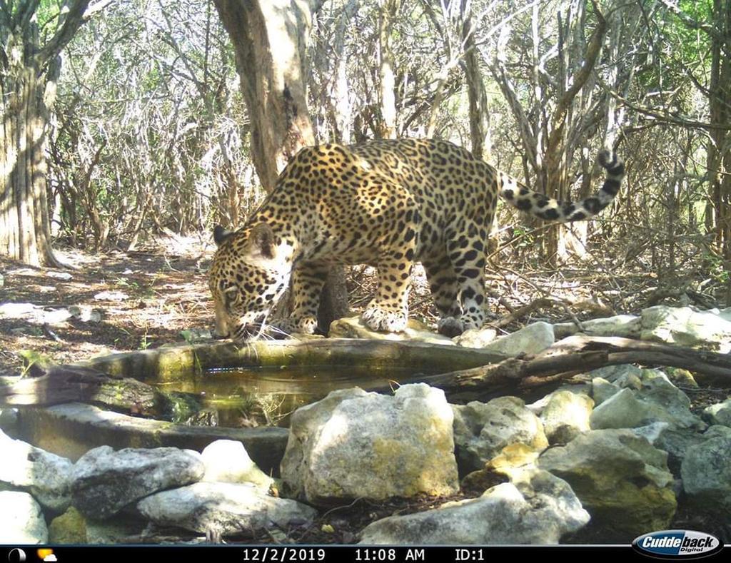 Yaguarete-en-bebedero-20-10-07-01
