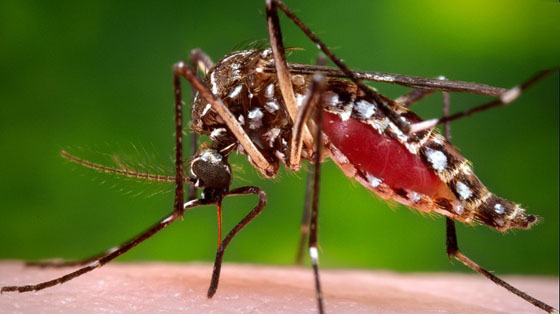 aedes-aegipty-01