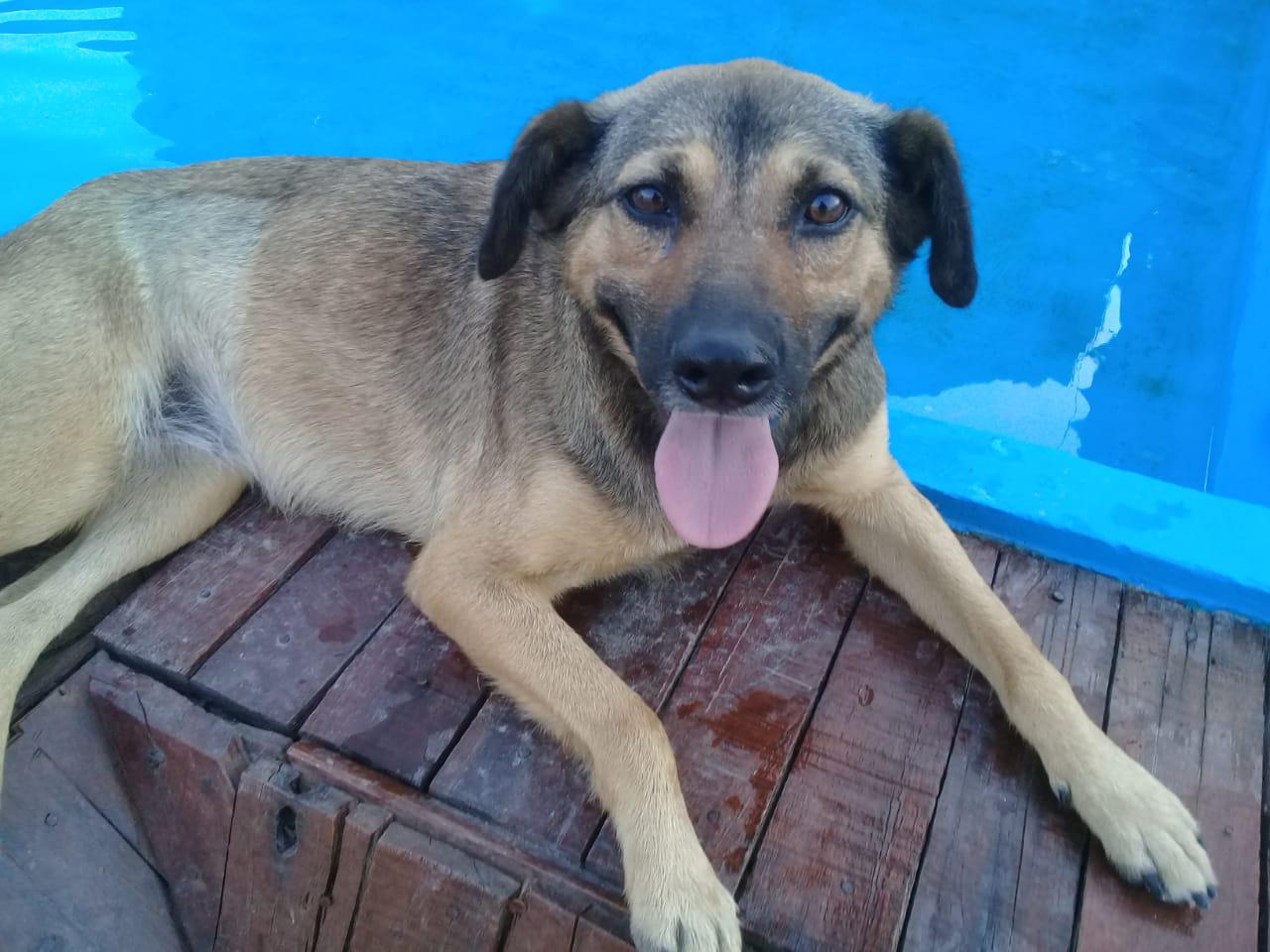Huellas-Caninas-20-08-09-01