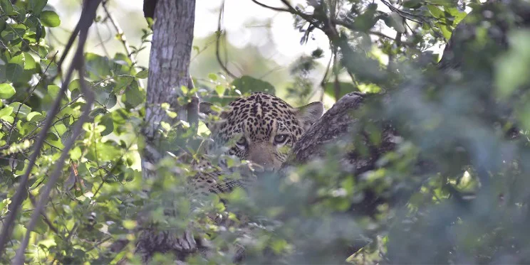 Jaguar-Rivers-26-09-29-06
