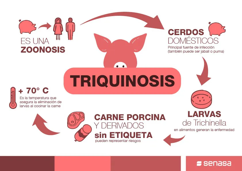 Triquinosis-25-05-19-01