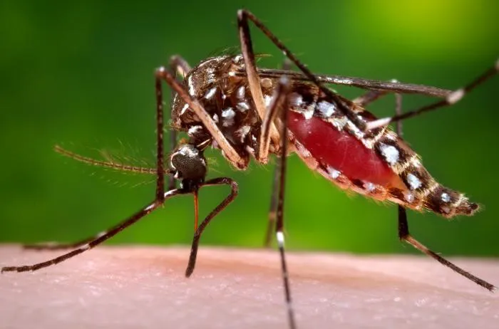 Aedes-aegypti-23-01-12-02