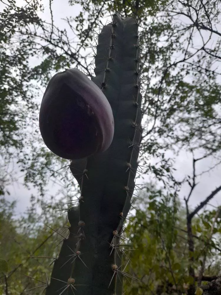 Parque-Natural-Loro-Hablador-22-05-20-10