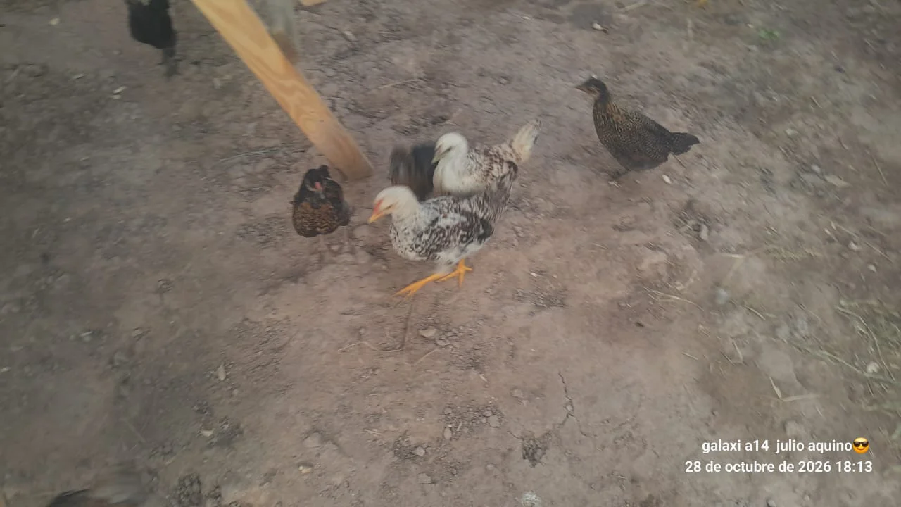 Evacuados-Antequeras-26-10-29-05