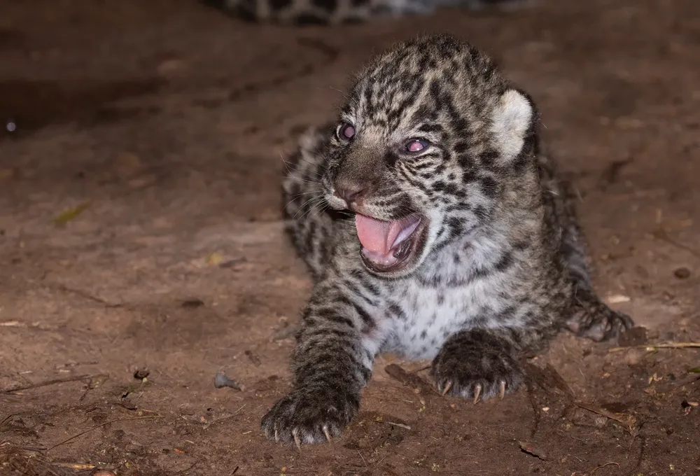 Cachorros-de-yaguarete-23-02-24-06