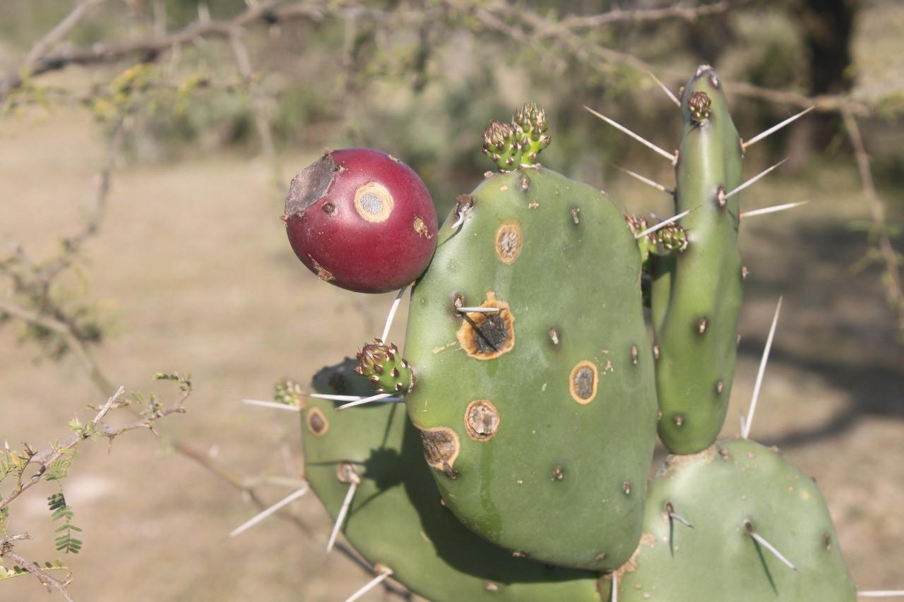 opuntia-planta-en-el-impenetrable 2020-08-21