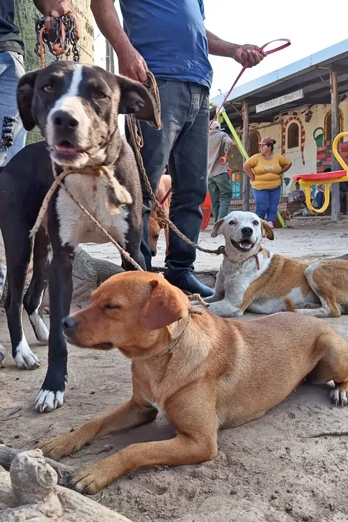 Amigos-veterinarios-del-Impenetrable-23-09-28-11